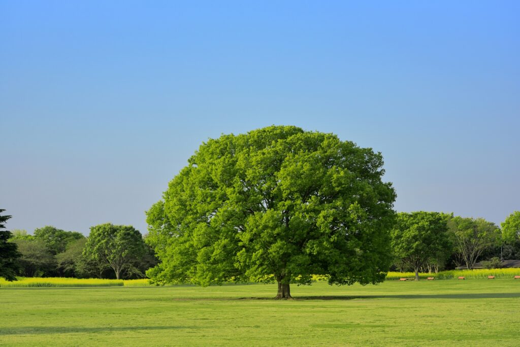 保育園だより 令和7年11月